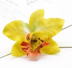 Lille orkide hårclips, gul